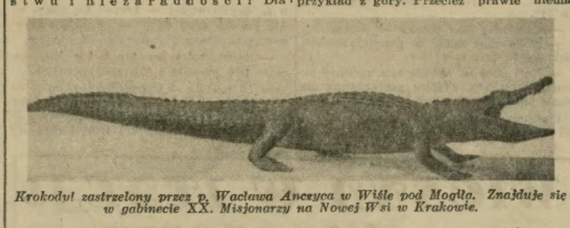 Ilustrowany Kuryer Codzienny. 1938 nr 17 17 I krokodyl łęg