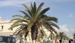 Tunezja 2005