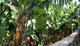 Madera