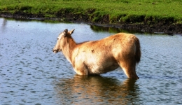 Kadzidłowo