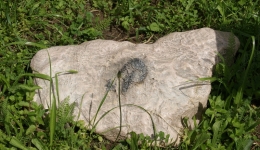 Bałtów